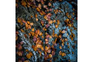 Kontrast im Herbst Kontrast im Herbst