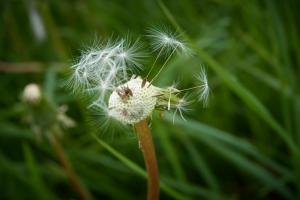 Vom Wind verweht