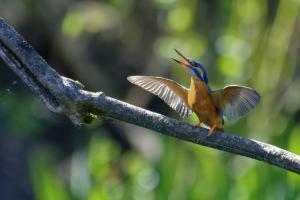 Eisvogel