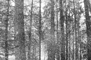 Wildes Schneetreiben im Wald von La Berra