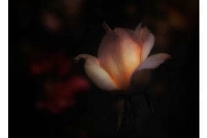 La rose La rose