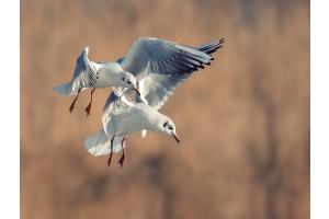 Synchronflug Synchronflug