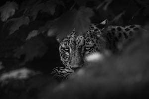 Eye of the leopard Eye of the leopard