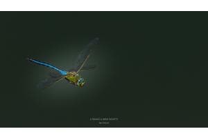 Libelle