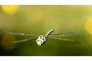 Libelle im Flug