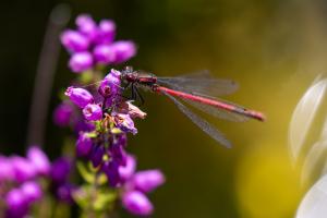 Libelle am schottischen Heather Libelle am schottischen Heather