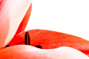 The Haert of Lilie The Haert of Lilie