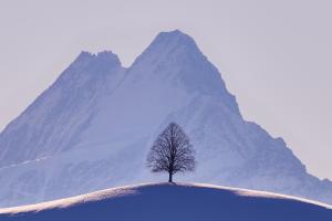 Emmentaler Linde im Morgenlicht