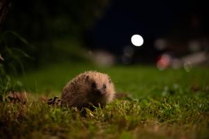 Baby Igel Baby Igel