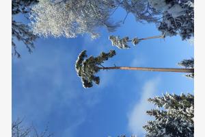 Lost in winterwood