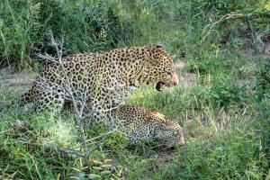 Love in the Bush
