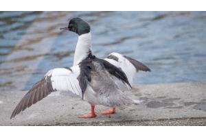 Gänsesäger