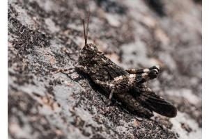 Camouflage-Spezialistin Ödlandschrecke