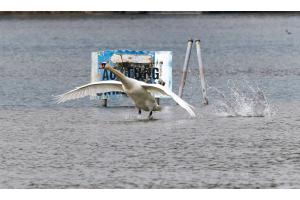Wohlensee mit Landepisten Wohlensee mit Landepisten