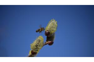 Die Biene ist im Frühjahr vom wertvollen Pollen und Nektar angewiesen !