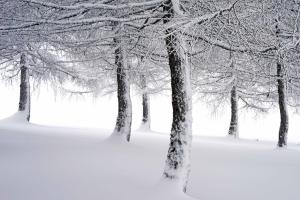 Mélèzes en hiver Mélèzes en hiver
