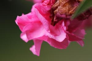 Geranie mit Blüte