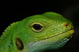 Fidschi-Leguan