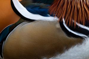 Buntes Gefieder Buntes Gefieder