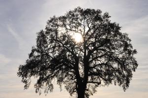 Sonne im Baum