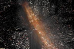 Sonnenstrahlen im Wald
