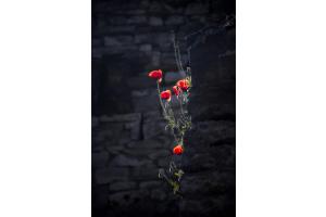 Mauermohn