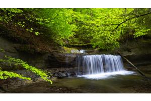 Frühling am Waldbach