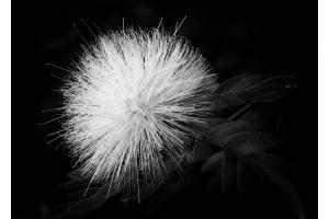 Calliandra