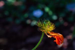 Mohn Mohn