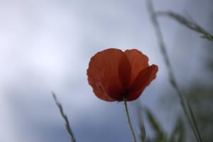 Mohnblume