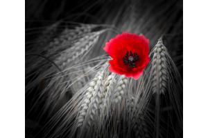 Mohnblume im Kornfeld Mohnblume im Kornfeld