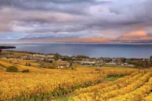 Weinreben Region Mont-sur-Rolle VD, Genfersee 