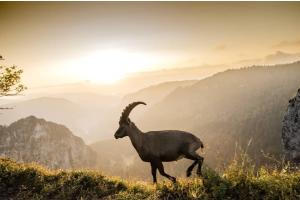 Morgenstund hat Gold im Mund Morgenstund hat Gold im Mund