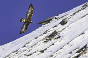 Steinadler auf der Gemmi.