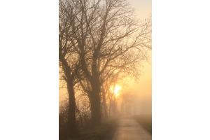 Strasse im Nebel bei Sonnenuntergang