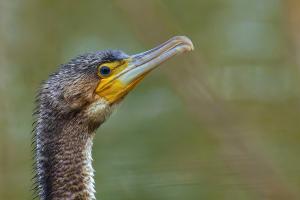 Kormoran