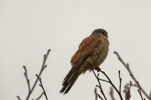 Turmfalke