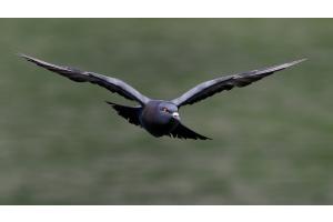 Strenger Blick von oben Strenger Blick von oben