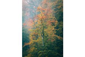 mystic birch