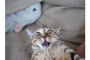 Katze