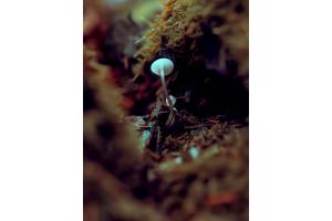 Mushroom
