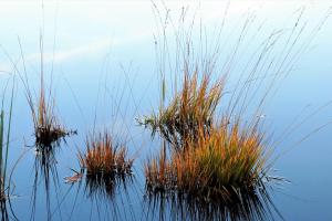 Hochmoor