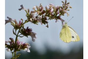 Schmetterling
