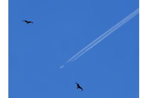 Milane gegen Flugzeug