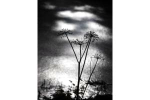 Blume vor Eis