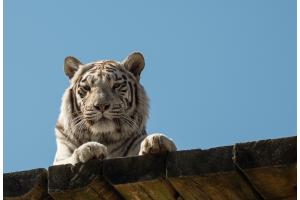 Beobachten Weisser Tiger
