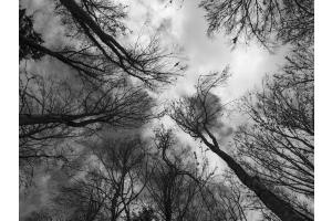 Im Wald