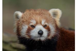 Roter Panda