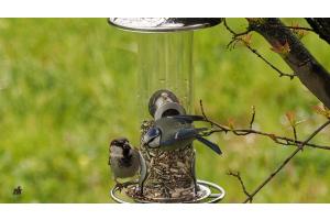 Vogelfotografie