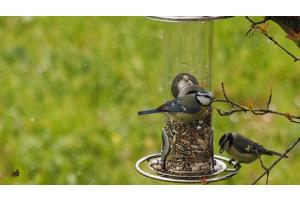 Vogelfotografie